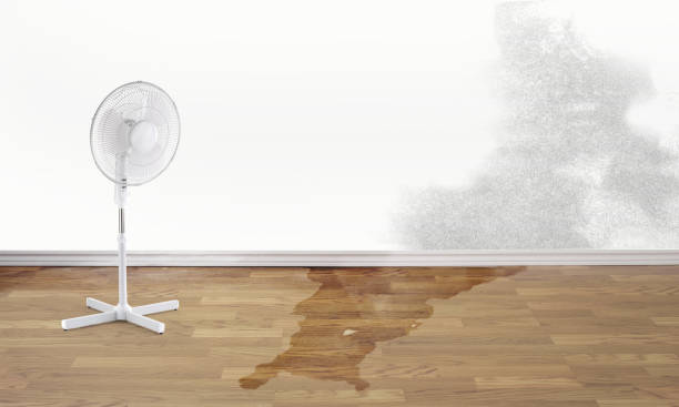 Best Mold removal after water damage  in Whitemarsh Island, GA